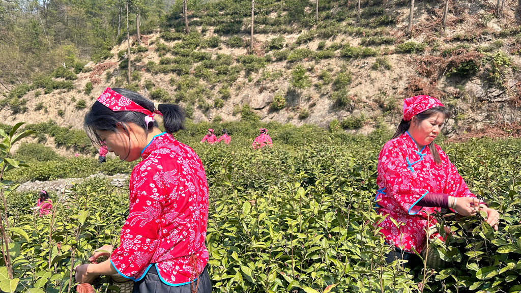泛亚电竞以茶为媒 做好“茶文章” 壮大“茶经济”(图2)
