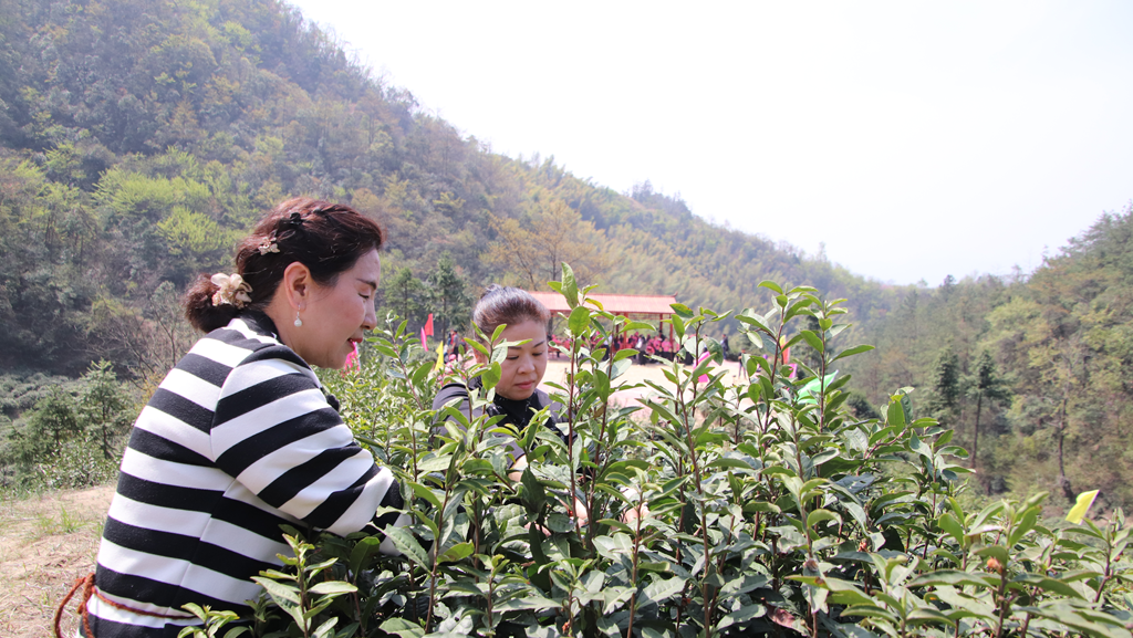泛亚电竞以茶为媒 做好“茶文章” 壮大“茶经济”(图5)