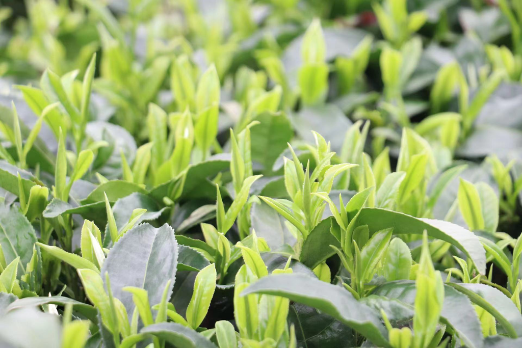 泛亚电竞以茶为媒 做好“茶文章” 壮大“茶经济”(图6)