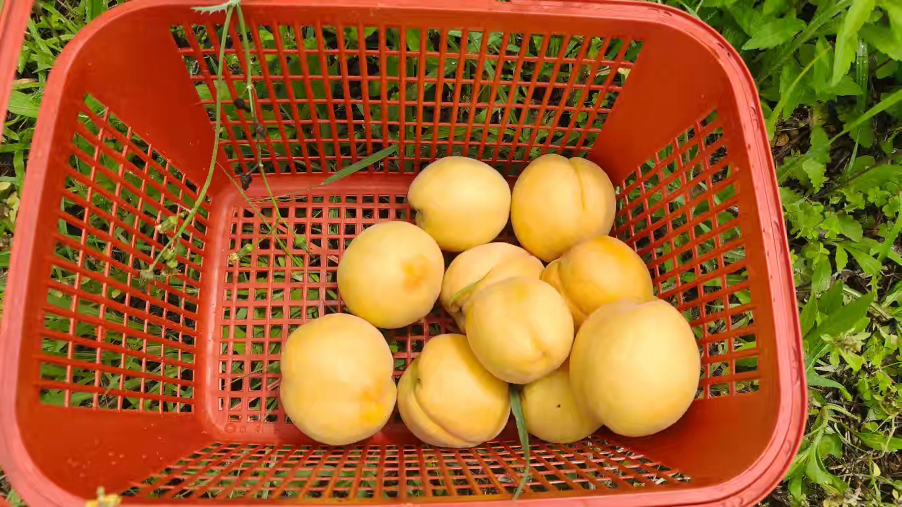 黄桃5.jpg