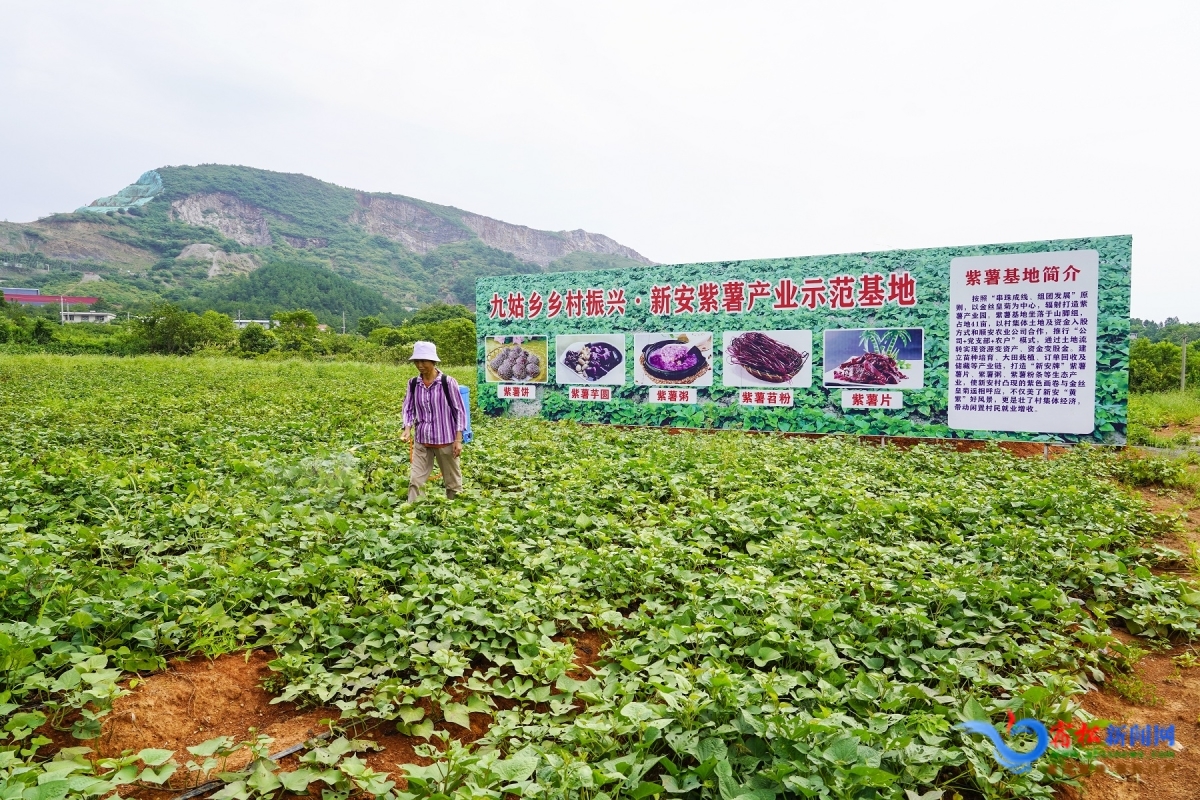 马村镇：千亩紫薯种植忙 特色农业助增收_高平市人民政府网
