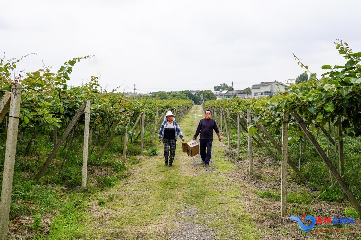 雨岭村猕猴桃生态种植基地一角.jpg