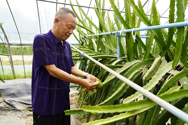 采摘火龙果花.jpg